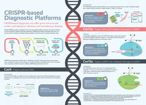 Crispr-based diagnostic platforms